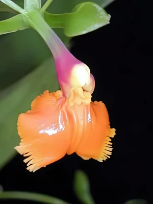 Bild von Epidendrum pseudoepidendrum 3